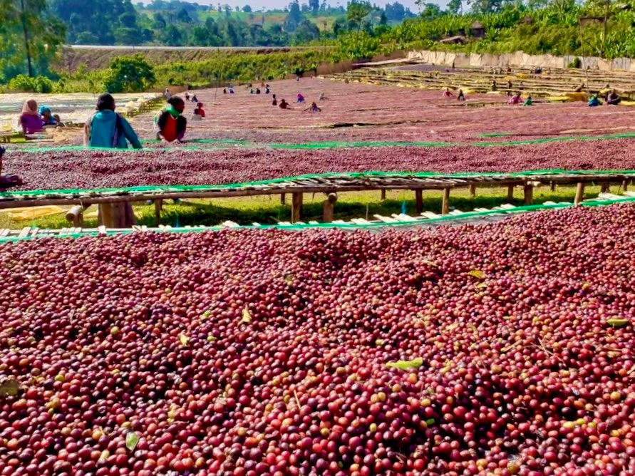 Ethiopia - Guji (Light Roast)