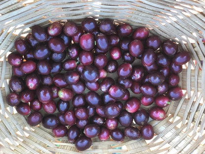 Mexico - Chiapas (Medium Roast)