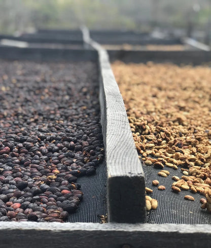 Nicaragua - Pueblo Nuevo (Dark Roast)