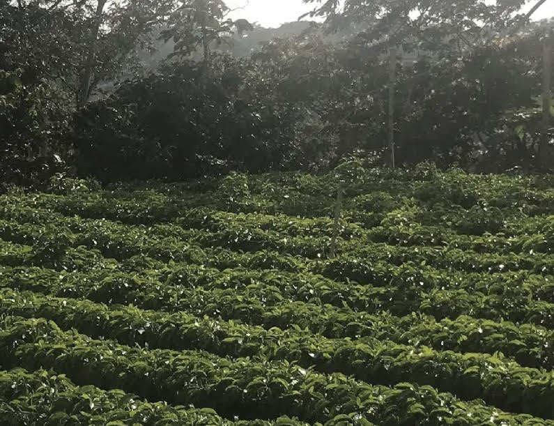 Guatemala (Medium Roast)