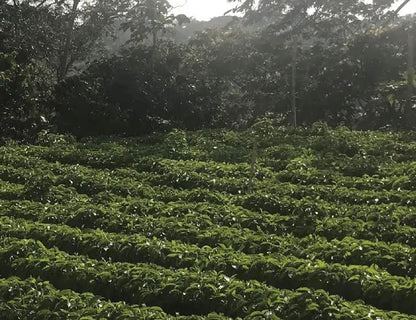 Guatemala (Medium Roast)