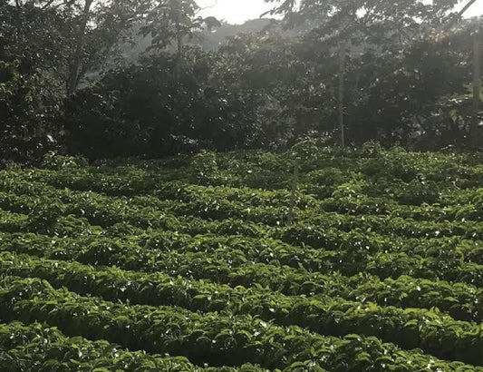 Guatemala (Medium Roast)