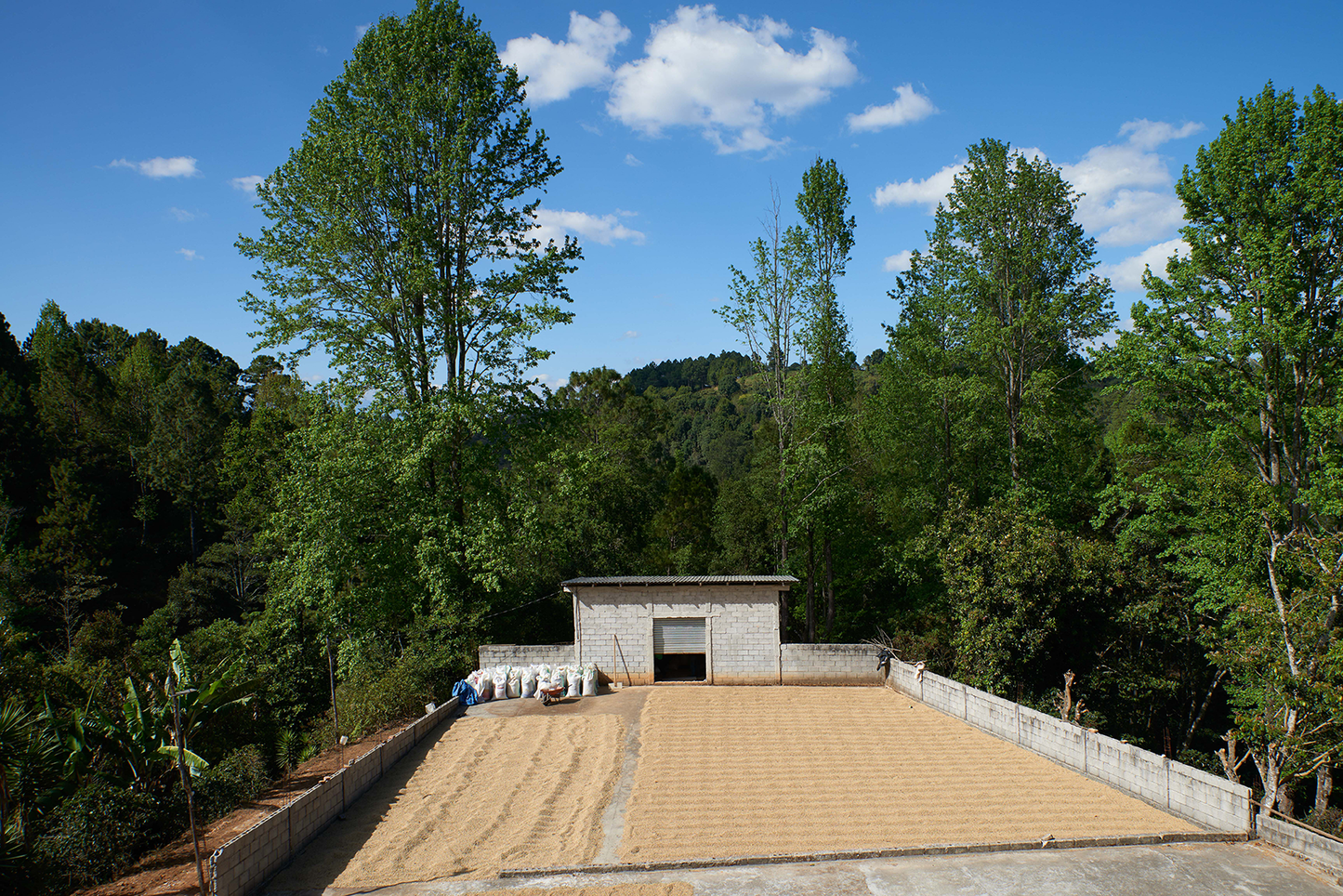 SUMMER SINGLE: Honduras - Marcala (Medium Roast)